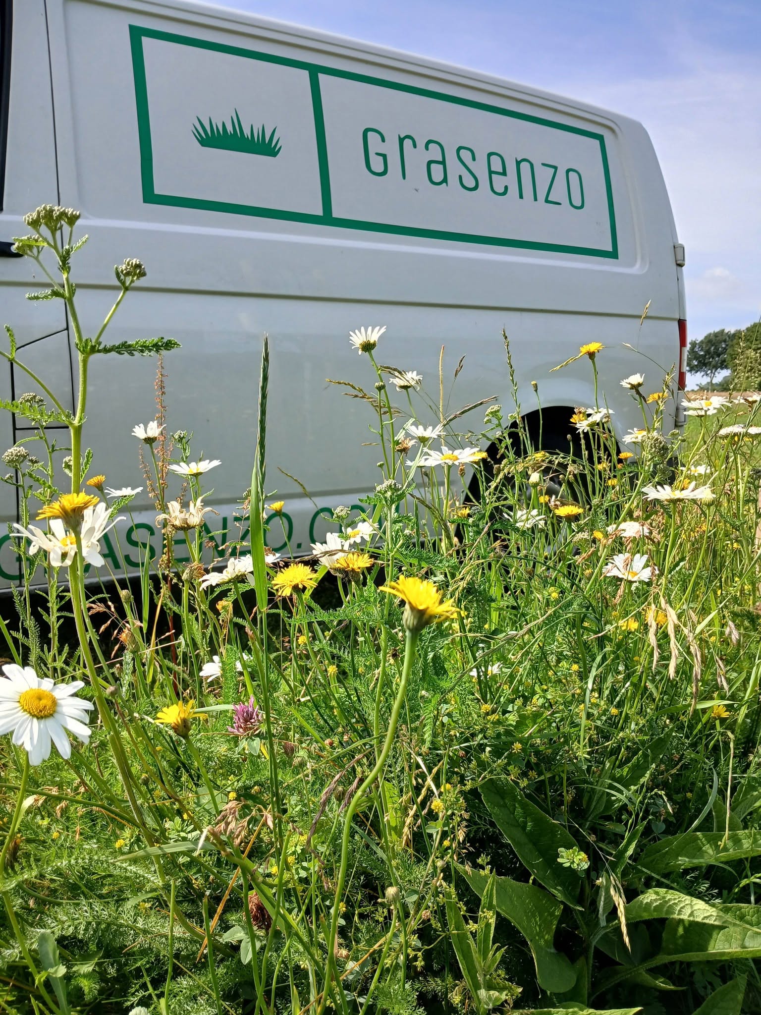 Bloemzoden op het veld bij Grasenzo