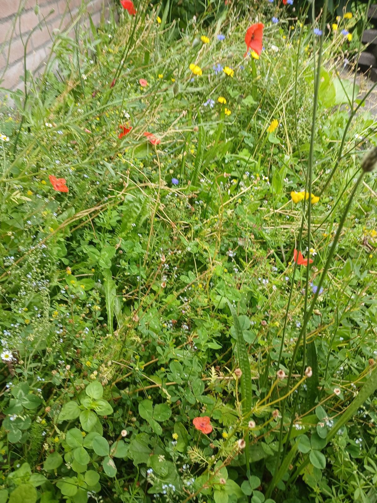 Tuinproject Anloo foto 4