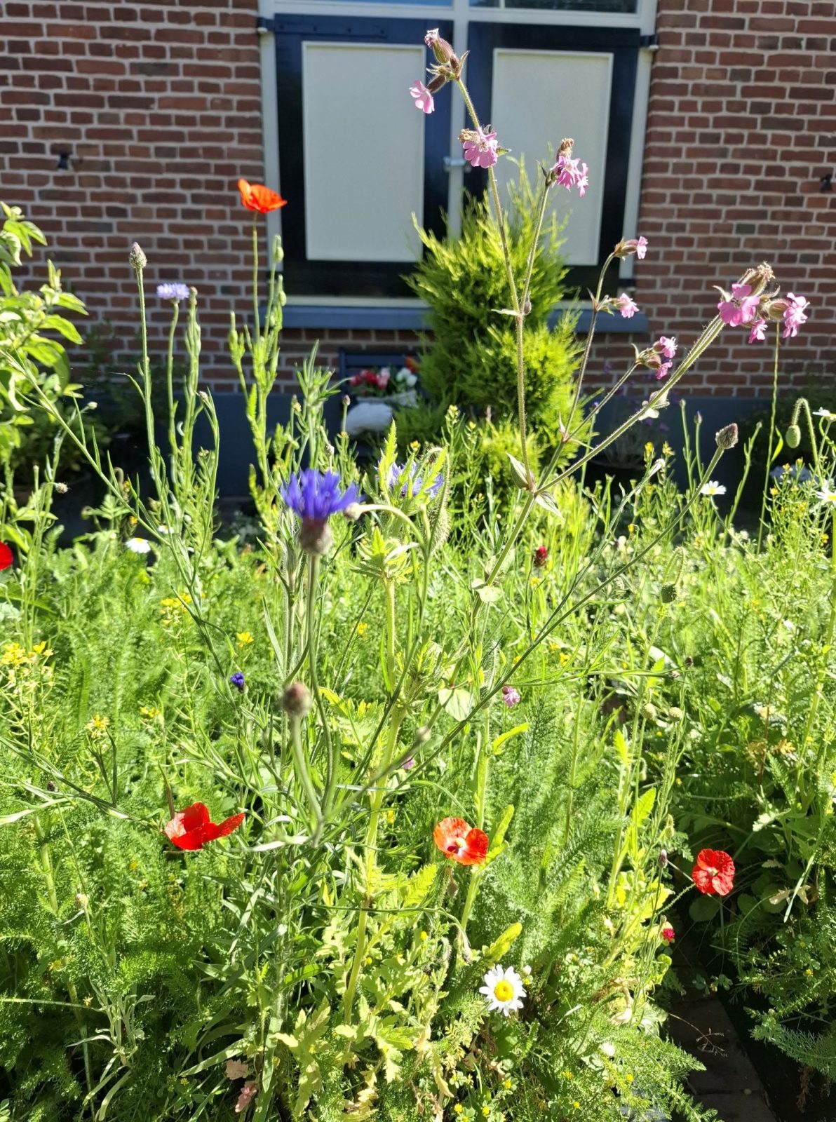 Bloembakken met zoden Doetinchem foto 2