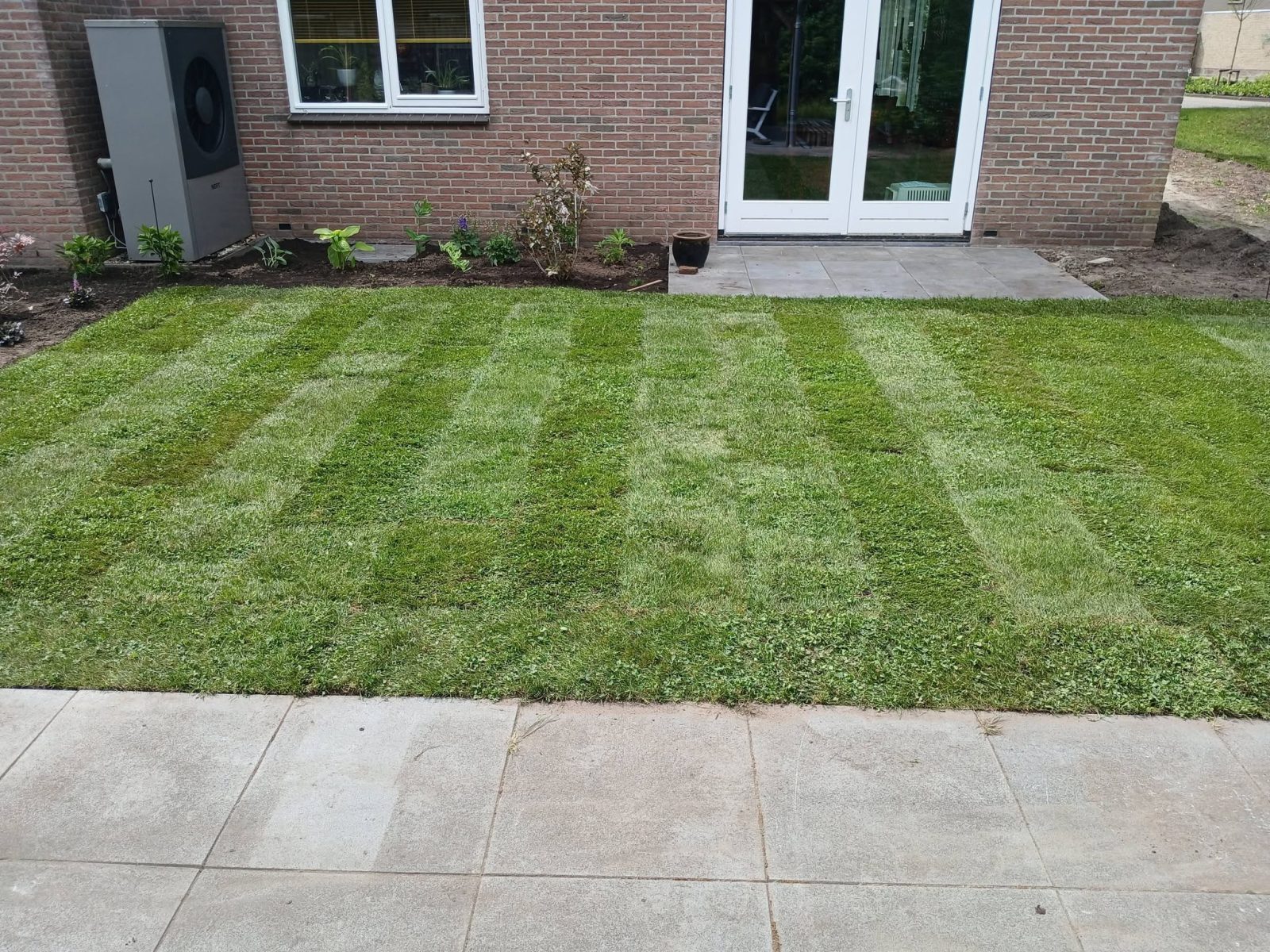 Microklaverzoden Diever