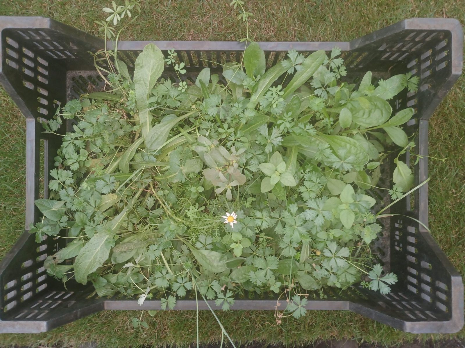 Bloemzode wilde bloemen