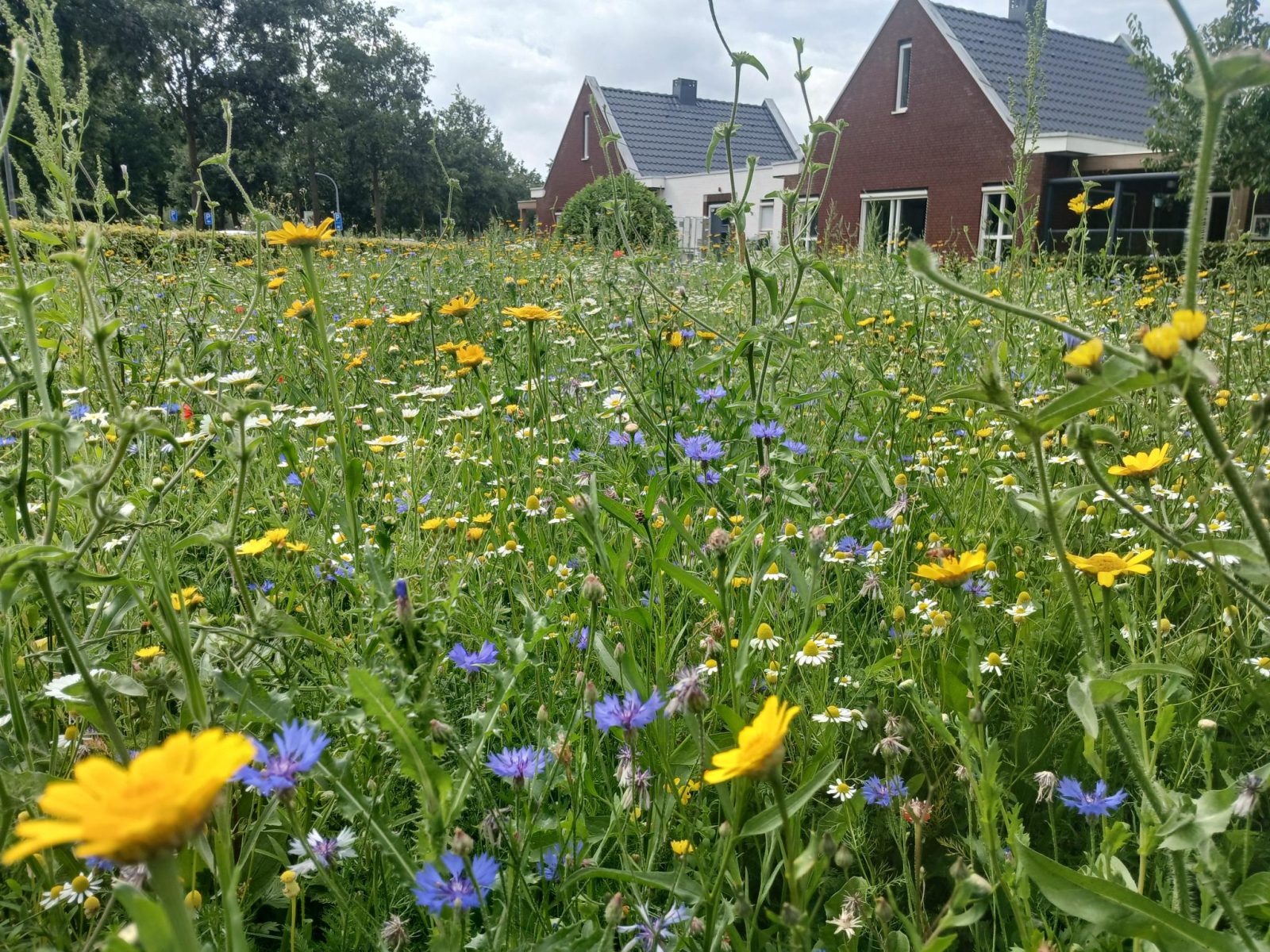 inheemse zaden inzaaien