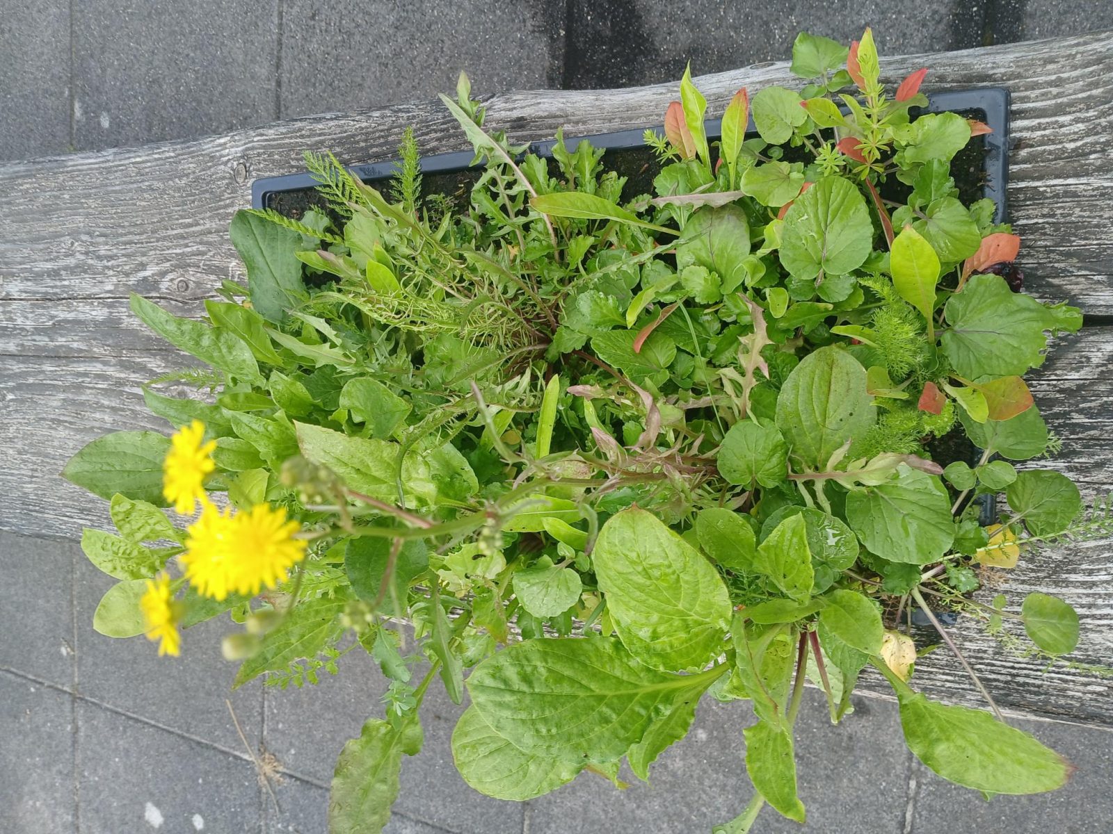 BK 1 Wildbloemmat SKAL-certificering