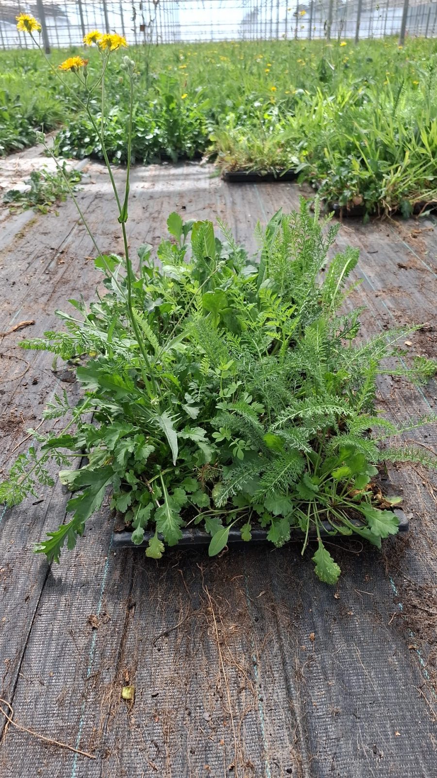 BK 2 Wildbloemmat SKAL-certificering
