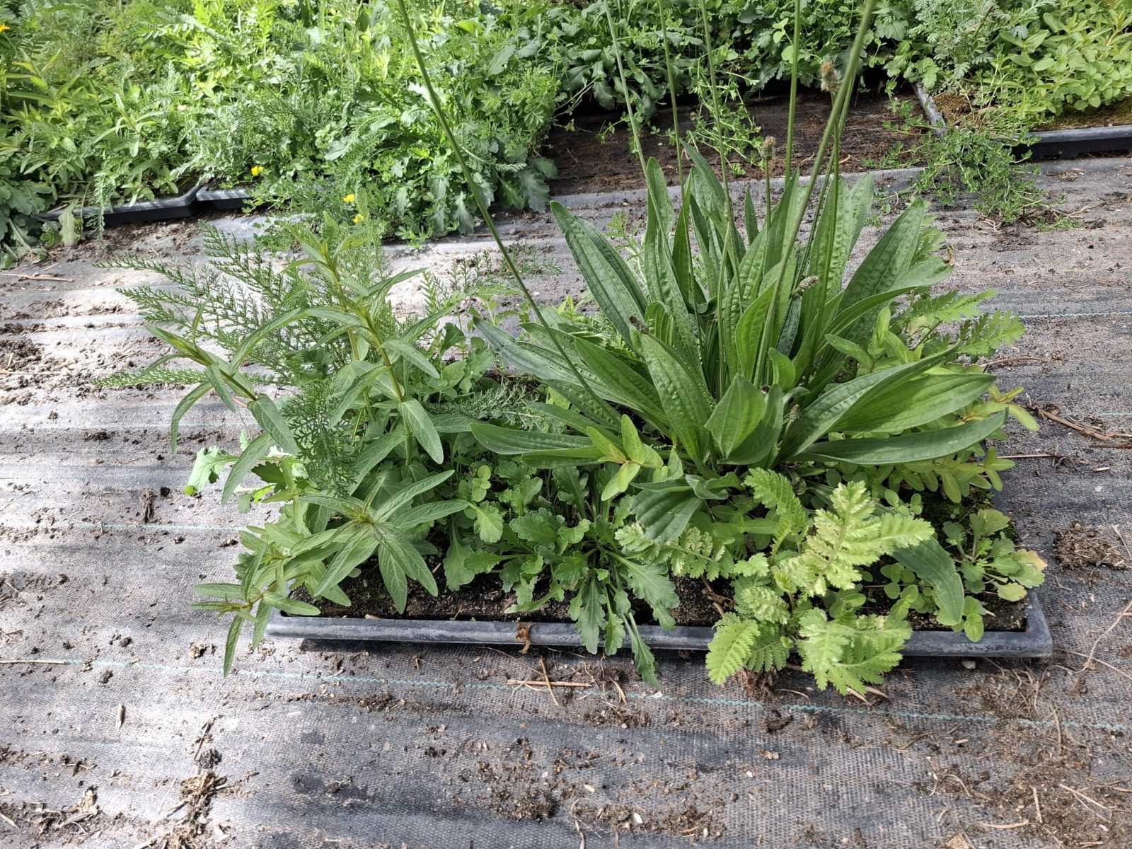 BK 3 Wildbloemmat SKAL-certificering